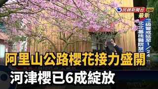 阿里山公路櫻花接力盛開 河津櫻已6成綻放－民視新聞