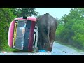 Heartbreaking Encounter - Wild Elephant Attack BUS In Wild Road