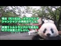 シャンシャン panda news＆シャンシャン・シンシン・リーリー観覧再現動画【2020.09.15 午前9時台】