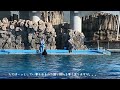 メインプールに来たステラとリンちゃん　　　　　　　＠名古屋港水族館