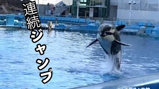 メインプールに来たステラとリンちゃん　　　　　　　＠名古屋港水族館