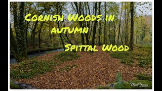 Autumn colour in Cornish Woods