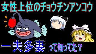 女性上位のチョウチンアンコウと歪んだオスの一夫多妻愛（ ゆっくり）