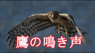 鷹の鳴き声 🦅 野鳥の恐怖