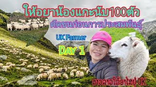 วิธีให้อยาและตัดขนน้องแกะ #สายฝแฟนฝรั่ง #uk #สาวลาว #ukfarming #sheep #สะใภ้อังกฤษ