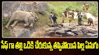 Viral Video :సేఫ్ గా తల్లి ఒడికి చేరుకున్న తప్పిపోయిన పిల్ల ఏనుగు|Elephant Reunited With Mother|hmtv