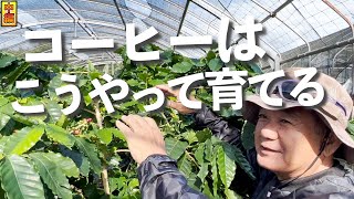 【沖縄コーヒー】本には載らないコーヒーの育て方！誰もやっていない17年前からコーヒー栽培をしてたプロ農家に聞いてきた！【ハーモニーファーム 比嘉さん 2】