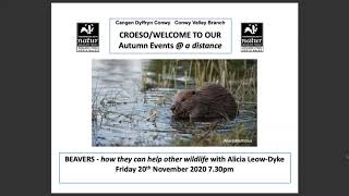 Beavers... and how they can help other wildlife