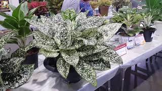 ดู อโกลนีมา มรดกโลก ประกวดสวยๆ Beautiful Aglaonema l SurasanVบ้านและสวน