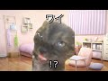 【猫ミーム】もしも梅毒になるとどうなるのか？＃猫マニ＃猫ミーム