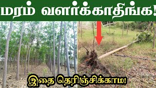 இத பண்ணாம மரம் நாடாதிங்க! முதலுக்கே மோசம் ஆகிடும் | Tree Plantation