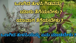 ಒಣಗಿದ ತುಳಸಿಯನ್ನು ಯಾರು ತೆಗೆಯಬೇಕು ? ಯಾವಾಗ ತೆಗೆಯಬೇಕು ?ಒಣಗಿದ ತುಳಸಿಯನ್ನು ಏನು ಮಾಡಬೇಕು ? / tulasi plant