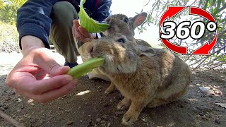 VR 360° | Hungry Brother Rabbit! I am obsessed with my favorite cabbage.