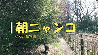 小石川植物園　朝ニャンコ　挨拶すると・・　Koishikawa Botanical Garden,Tokyo 　2020.3.3