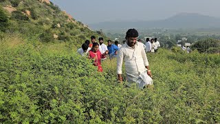 కాలి నడకతో తొండపాడు గ్రామంలో కొలువైన శ్రీ బొలికొండ రంగనాథ  స్వామినీ  గుమ్మనూరు  నారాయణ