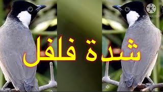 بلابل الفاو لغة قديمة شدة فلفل