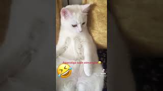 Mushuk Najim 🤣🤣🤣 #cat #najim #azikboom #catlike #funny #catlover #mycat #animalcat #animal #anima