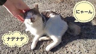 にゃーん♪と鳴いてスリスリしてゴロンするめっちゃ鍵しっぽな白灰ぶちねこ　-Diary of visiting cats in Japan-