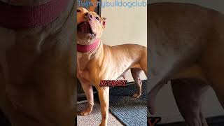 American Pit bull Terrier #apbt #realapbt #puppy #pitbull