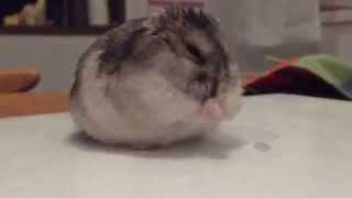 Wash Time for the little Hamster