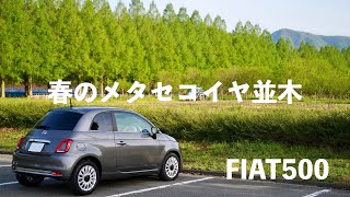 フィアット500で春のメタセコイヤ並木道をドライブ！