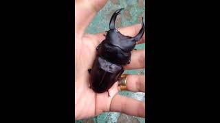 [숲속의작은친구들/바부르마트](Dorcus hopei binodulosus)왕사슴벌레 수컷 83mm 사육