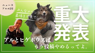 シェルティとの日常2月編⭐️もうやめるってよ、、笑