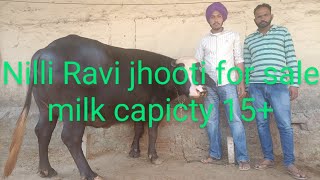 75891-97115 , pure nilli Ravi jhooti for sale village augarh moga milk capicty 15+