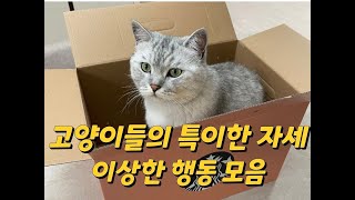 귀여운 개냥이들의 특이하고 이상한 일상 기록 모음