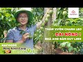 Thăm Vườn Chanh Leo Đài Nông 1 Nafoods Sai Trĩu Quả Nhà Anh Đàm Duy Linh  - Đắk Lắk