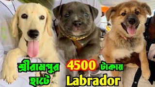 মাত্র 4500 টাকায় Labrador Puppy। Serampore Pet Market Location। Shrirampur Dog Market।