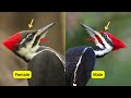 7 most common woodpeckers in north america