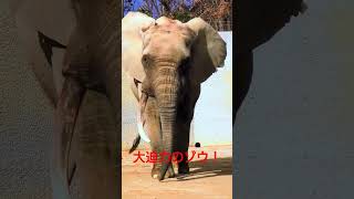 広島市安佐動物公園のマルミミゾウのダイ君の大迫力！ #shorts