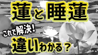 蓮と睡蓮の違い   Difference of Lotus and Water Lily    蓮和尚 生蓮寺