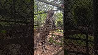 ග්‍රී ලංකානු දිවි යුවළ🥰Sri lankan Leopard #shortsvideo#