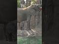 The Indianapolis Zoo is looking to the public for help naming the new baby African elephant.