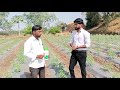 dehaat boostmaster on tomato nashik