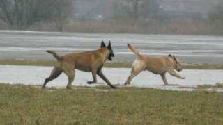 Labrador Gordon und Malinois Domino (Mix2009)