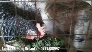 Chicken Eating Azolla   Azolla Farming Srilanka - 0740238997