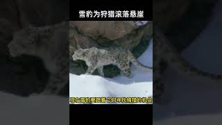 雪豹為狩獵墜落懸崖，寧死都不鬆口，場面太揪心