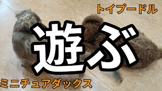 【遊ぶ！】トイプードルとミニチュアダックスの子犬