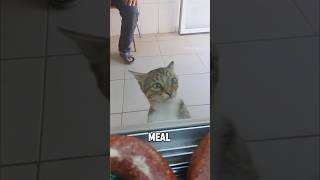 “The story of the butcher and stray cat”#cat #youtubeshorts #foryou #fyp #animals