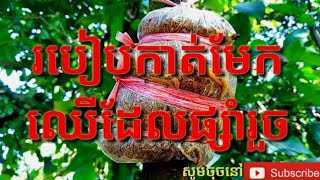 របៀបកាត់មែកឈើរដែលផ្សាំរួចកុំអោយខូច# Kh agriculture.