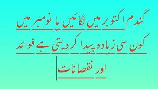 گیتی کاشت گندم کے فوائد اور نقصانات اکتوبر بمقابلہ نومبر کاشت کون سی کورے سے محفوظ رہتی ہے  #wheat