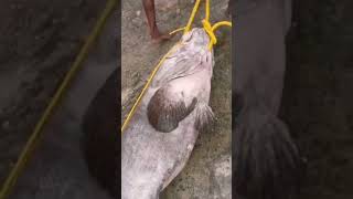 Giant Hamour Grouper Fish Caught in fishing line at Fort Kochi. #Hamour #കലവ  #Grouper #Hamoor