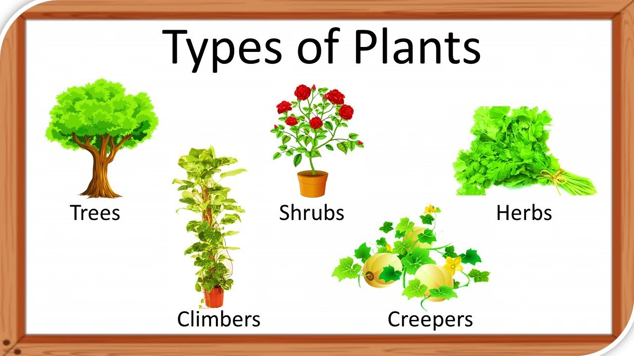 Types Of Plants | Types Of Plants For Kids | Herbs | Climbers ...