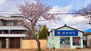 Walk on the Wimi-ri Cherry Blossom Road 【4K HDR】 walk korea