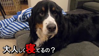 【ラム＆ピコ】本当にピコは大人しく寝てるの？