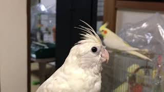 オカメインコ  ホワイトフェイスドミナントシルバーダブルファクター