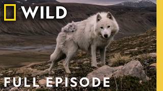 The Search (Full Episode) | Kingdom of the White Wolf | Nat Geo Animals